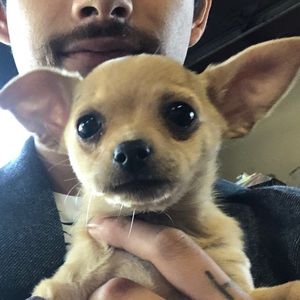 Meet your Posher, Tomas